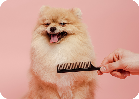 トリミングサロン