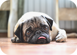 ミネルバ動物病院img1