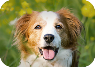 ミネルバ動物病院img3