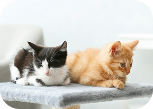 ミネルバ動物病院img4