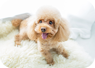 ミネルバ動物病院img5